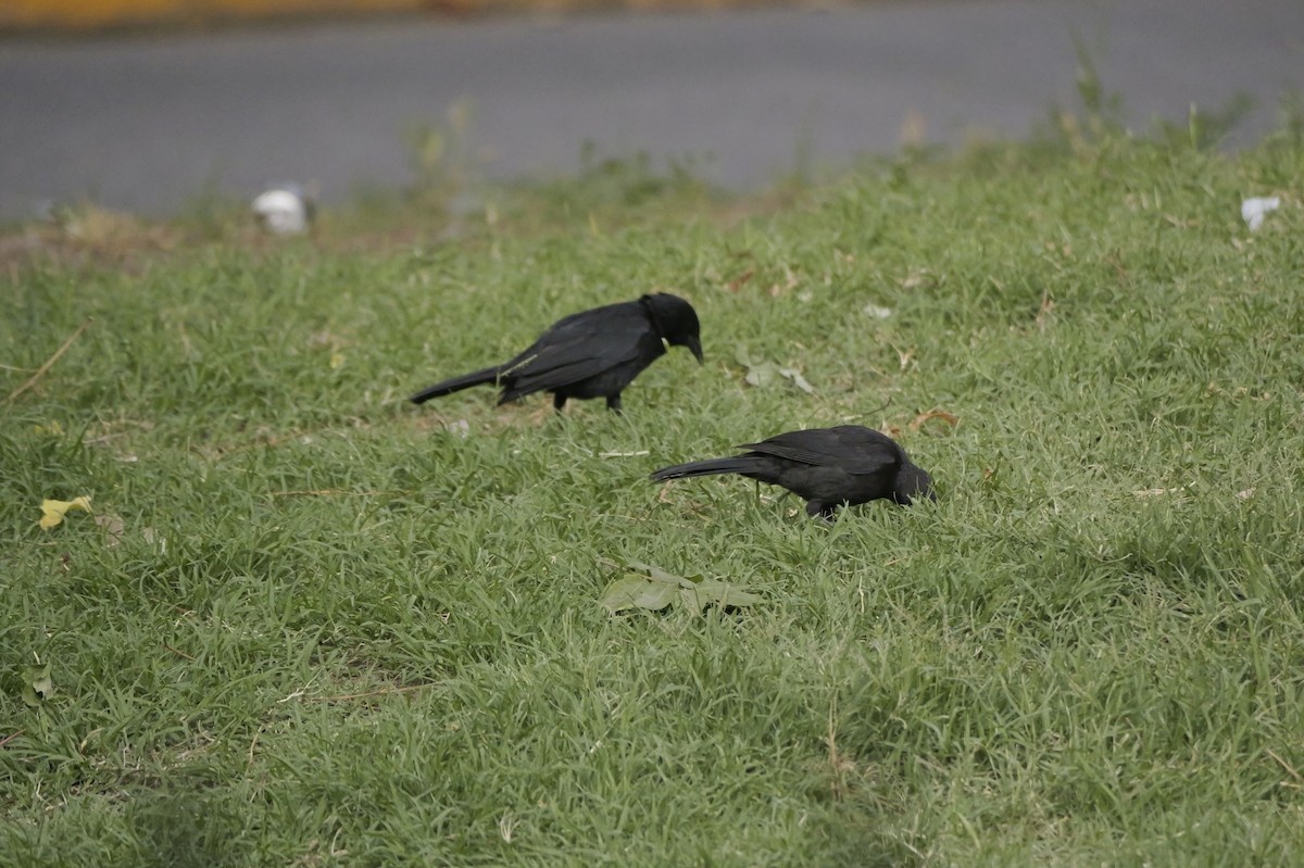 Austral Blackbird - ML647327850