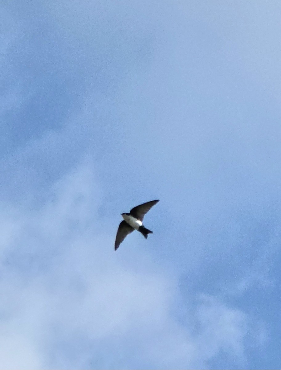 Blue-and-white Swallow - ML647327855