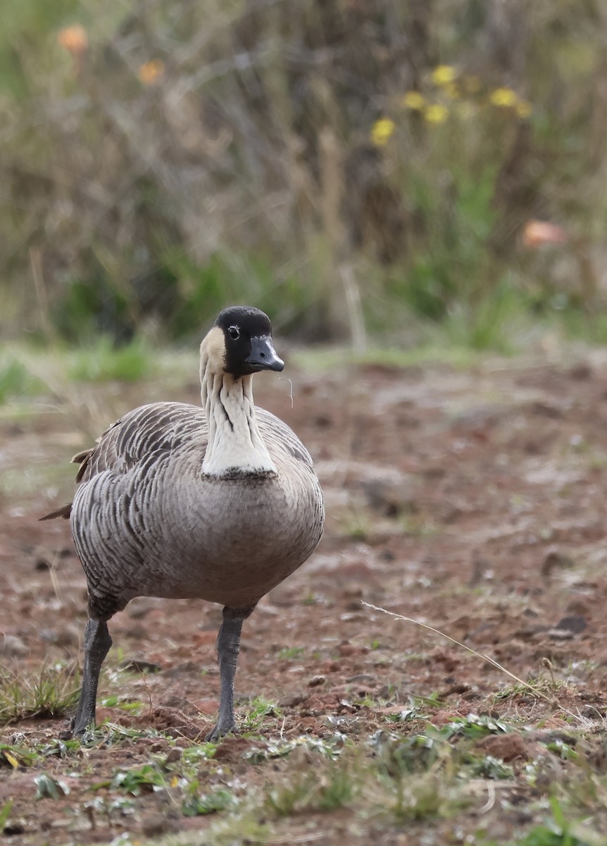 Hawaiian Goose - ML647327863
