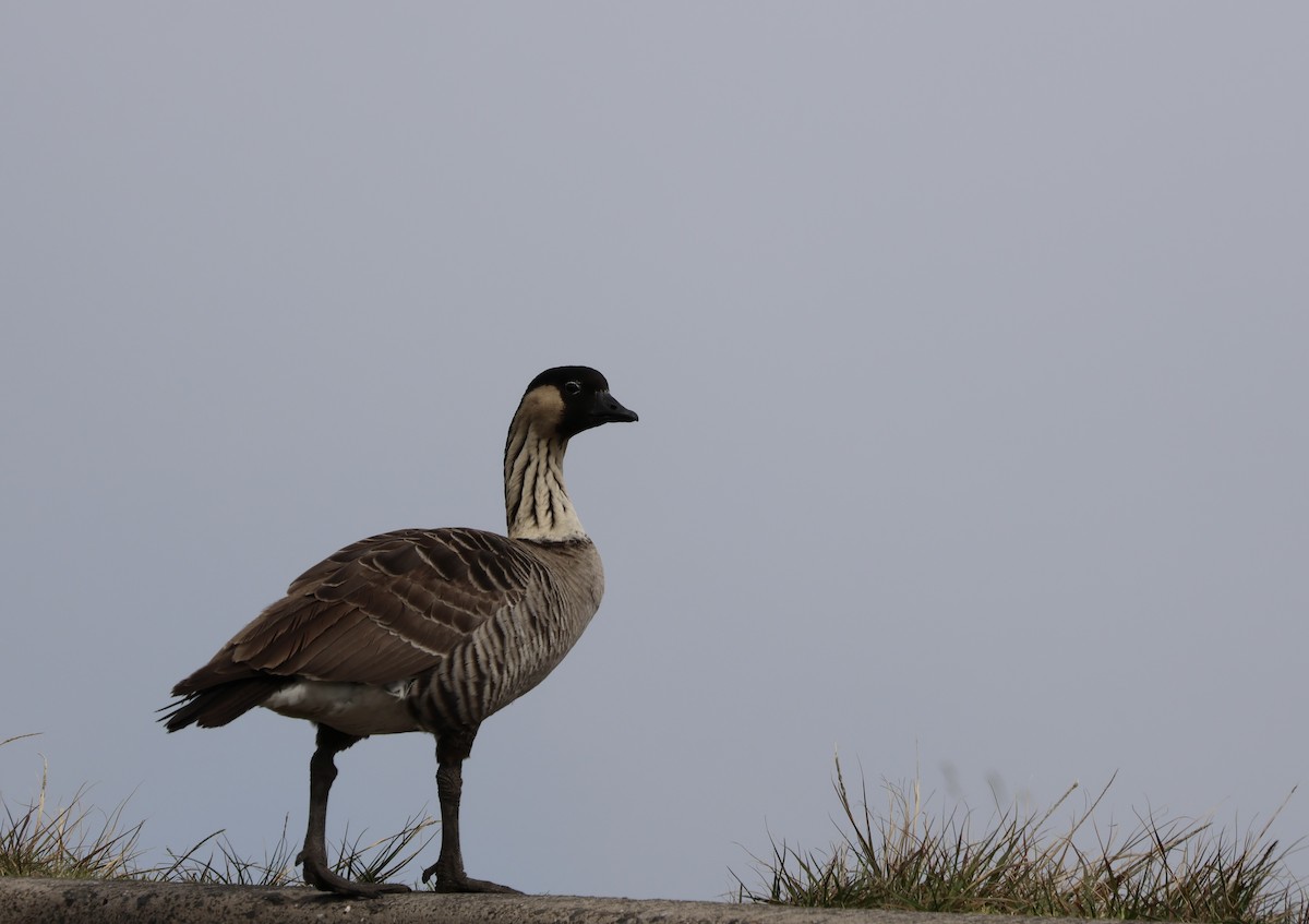 Hawaiian Goose - ML647327864