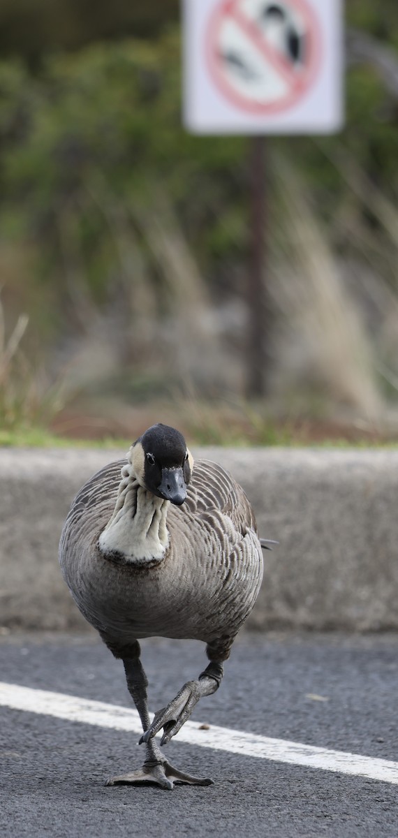 Hawaiian Goose - ML647327865
