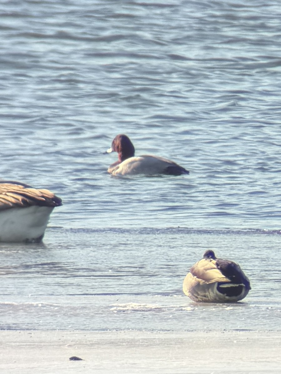 Murgilari bizkarzuria - ML647327868