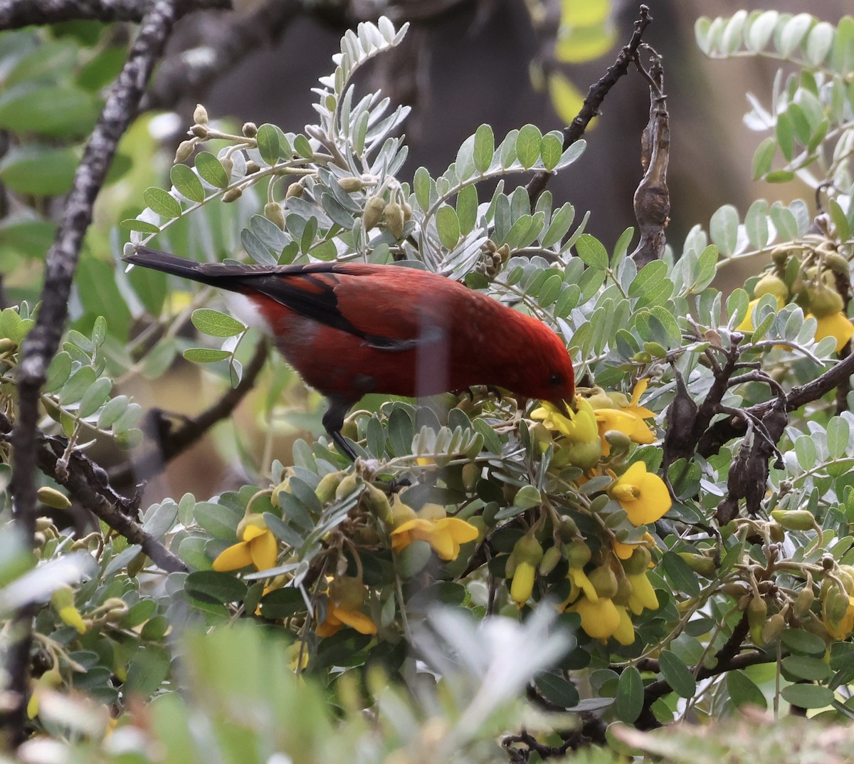 アカハワイミツスイ - ML647327876