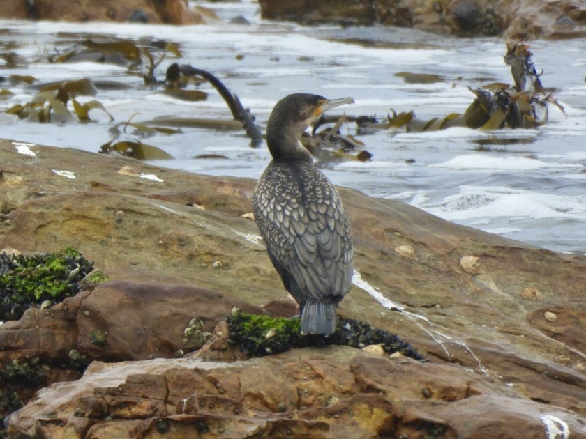 kormorán velký - ML647327886