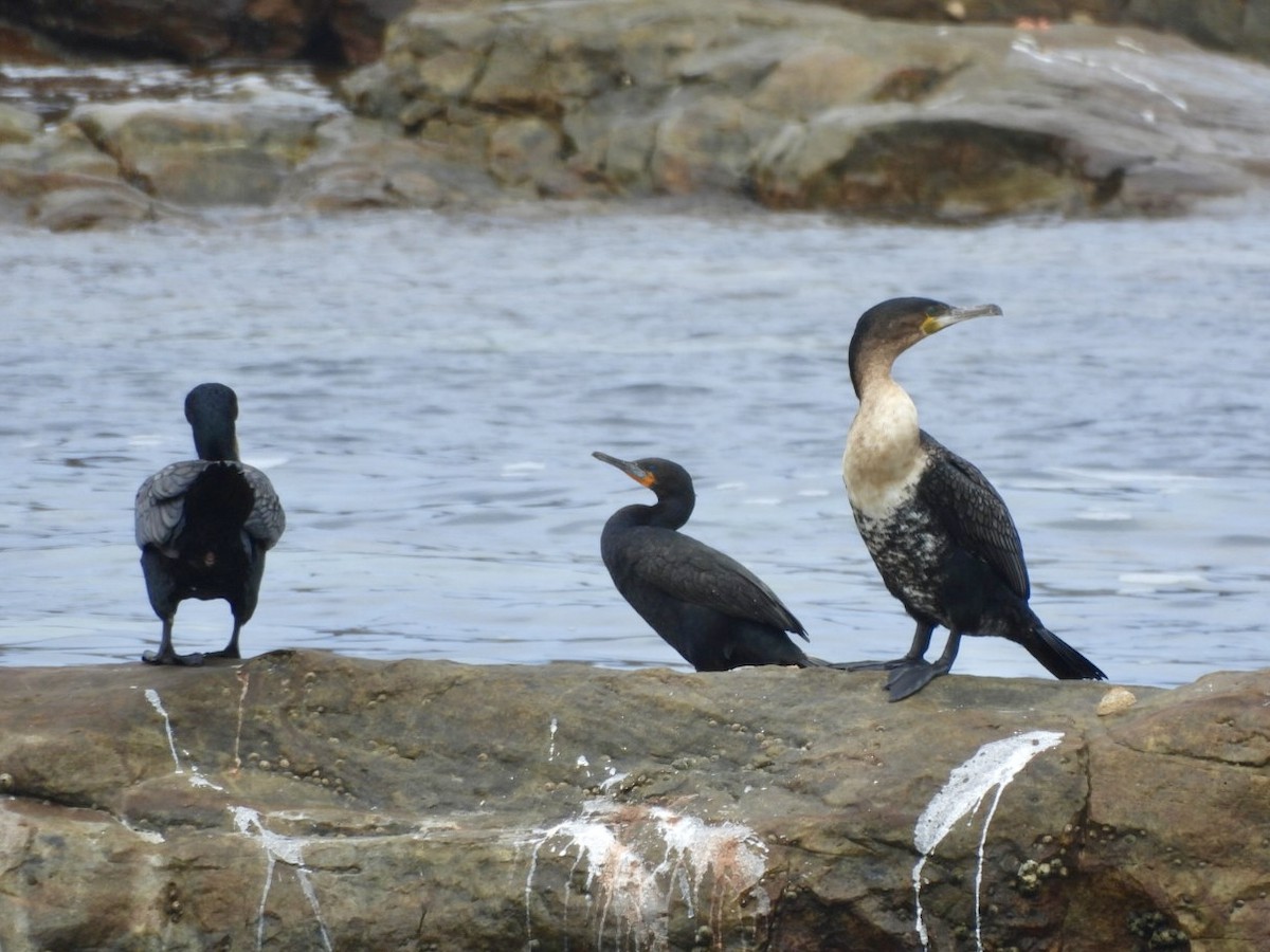 kormorán velký - ML647327887