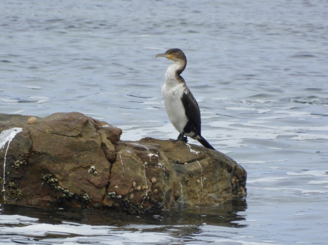 kormorán velký - ML647327888