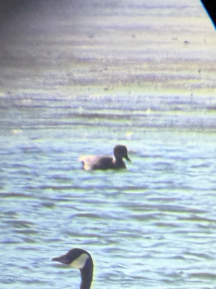 Gadwall - ML647327893