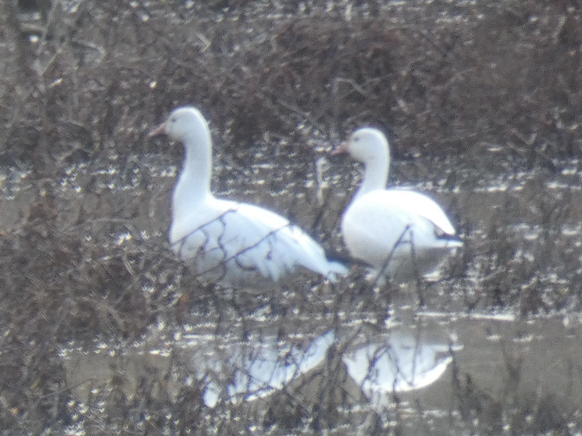 Snow Goose - ML647327895