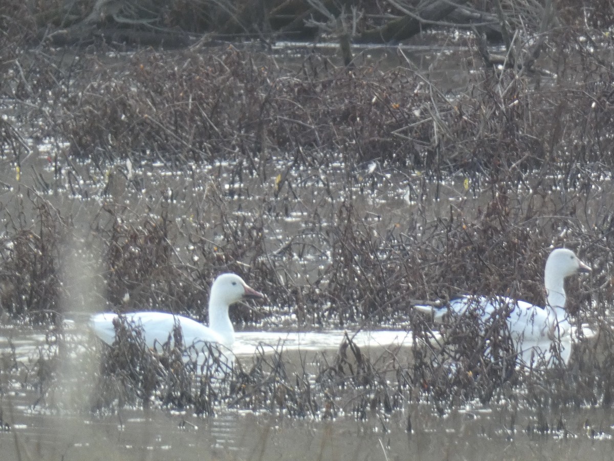 Snow Goose - ML647327896