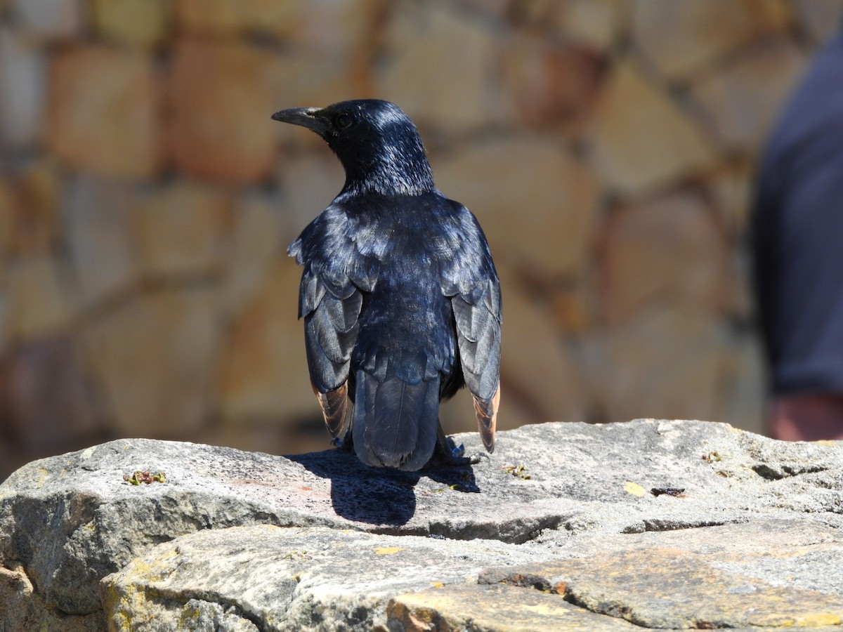 Red-winged Starling - ML647327909