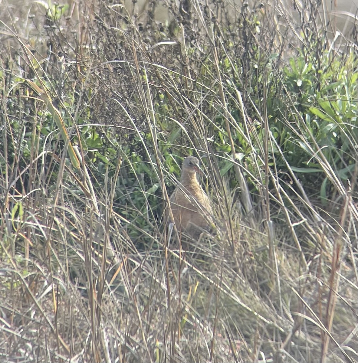 ニシオニクイナ（obsoletus） - ML647327918