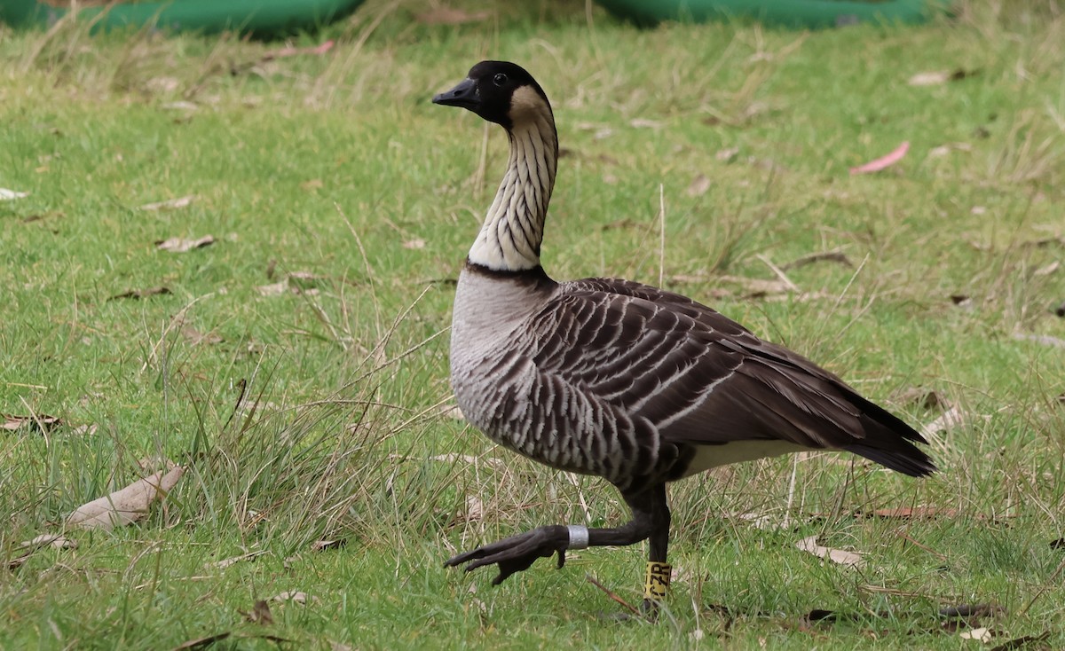 Hawaiian Goose - ML647327921