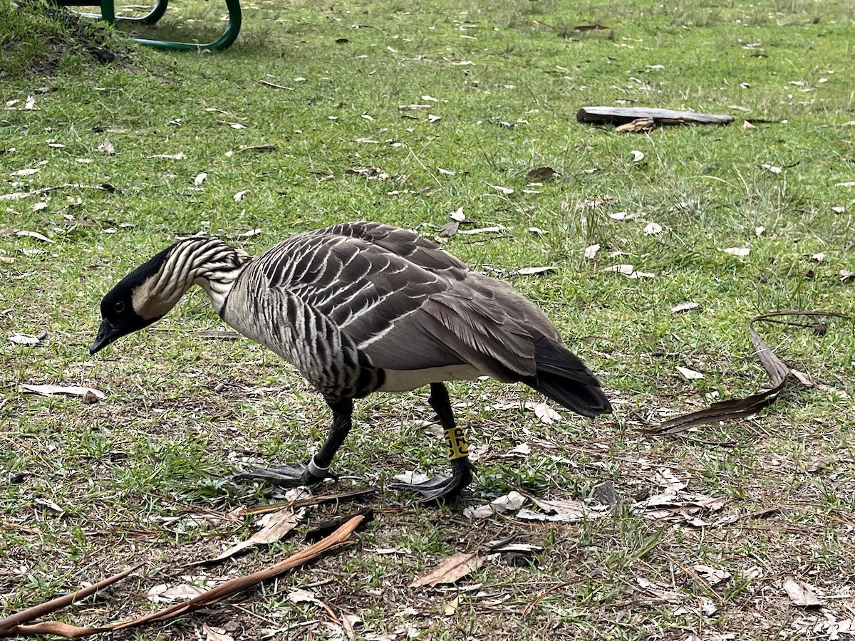 Hawaiian Goose - ML647327923