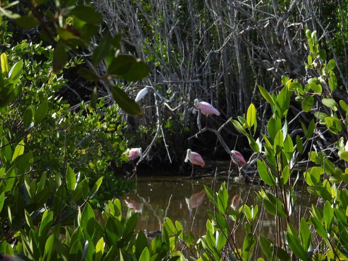 Roseate Spoonbill - ML647327932