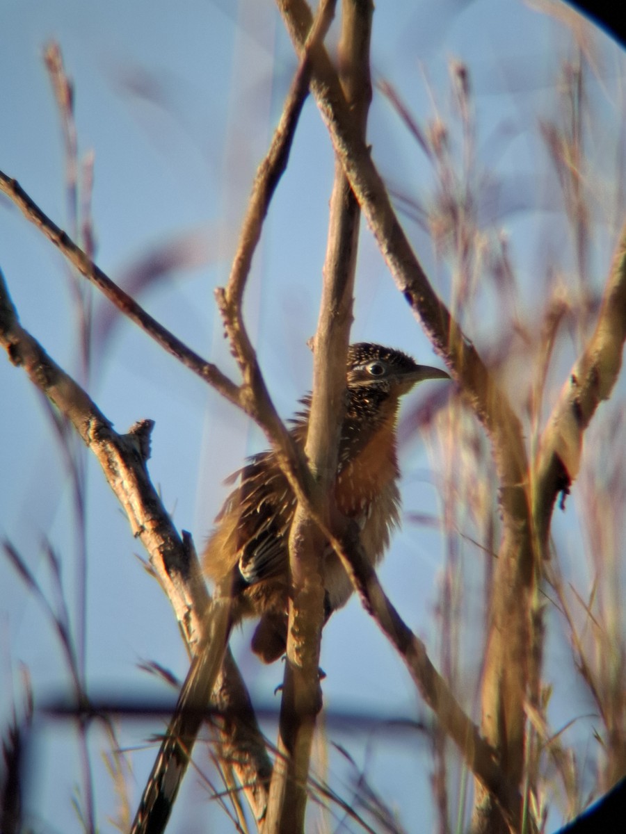 Géocoucou véloce - ML647327934