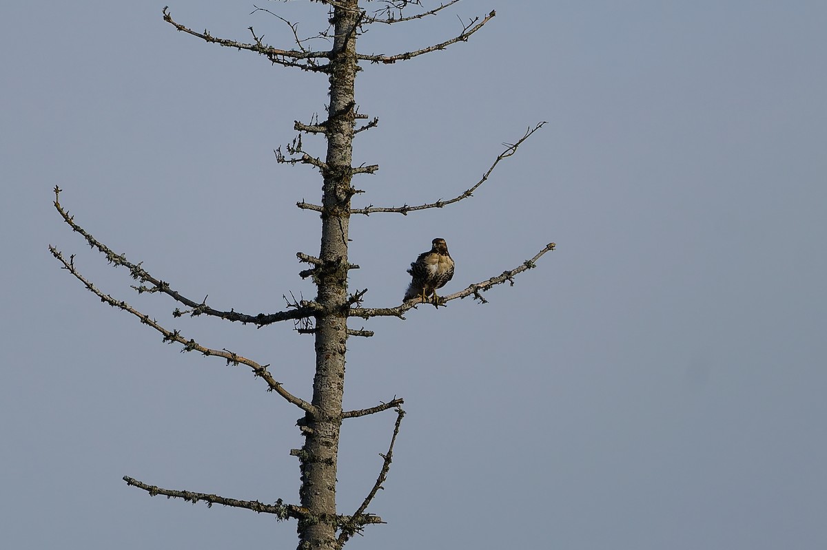 Red-tailed Hawk - ML647327937