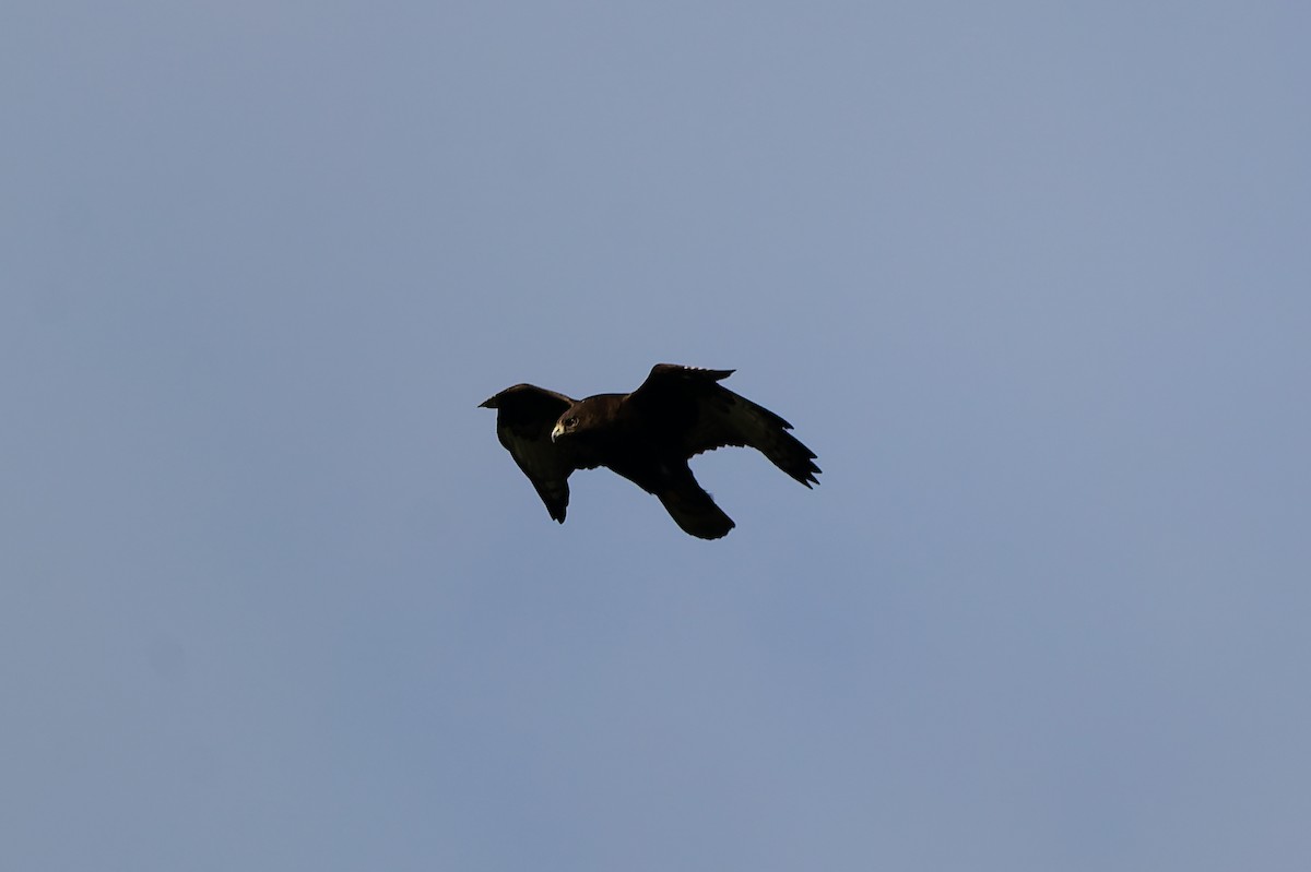 Rough-legged Hawk - ML647327942
