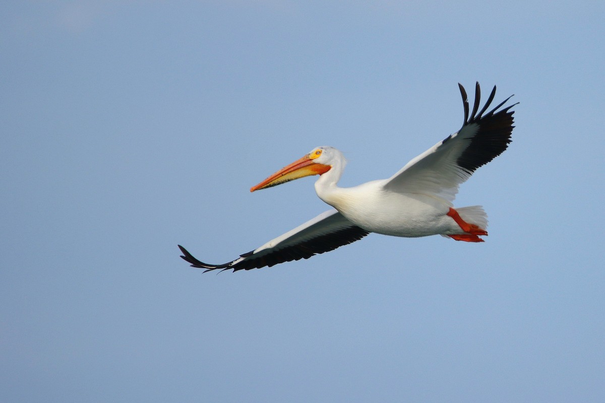 American White Pelican - ML647327949
