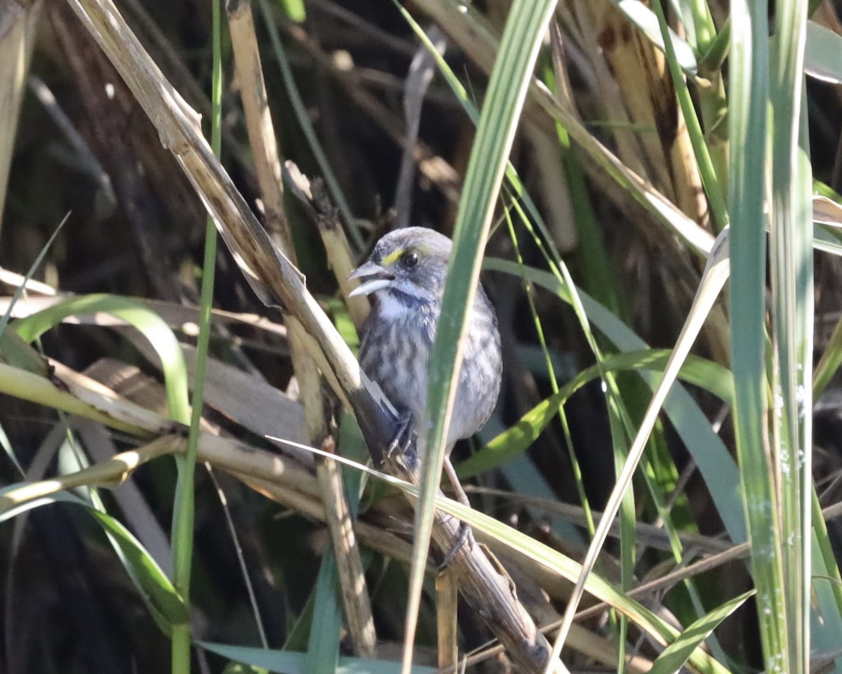 Seaside Sparrow - ML647327954