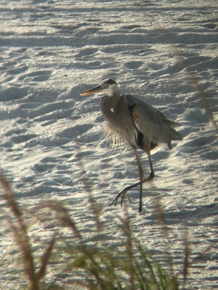 Great Blue Heron - ML647327955
