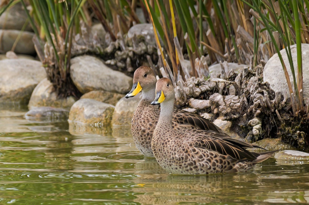 Шилохвіст жовтодзьобий - ML647327956