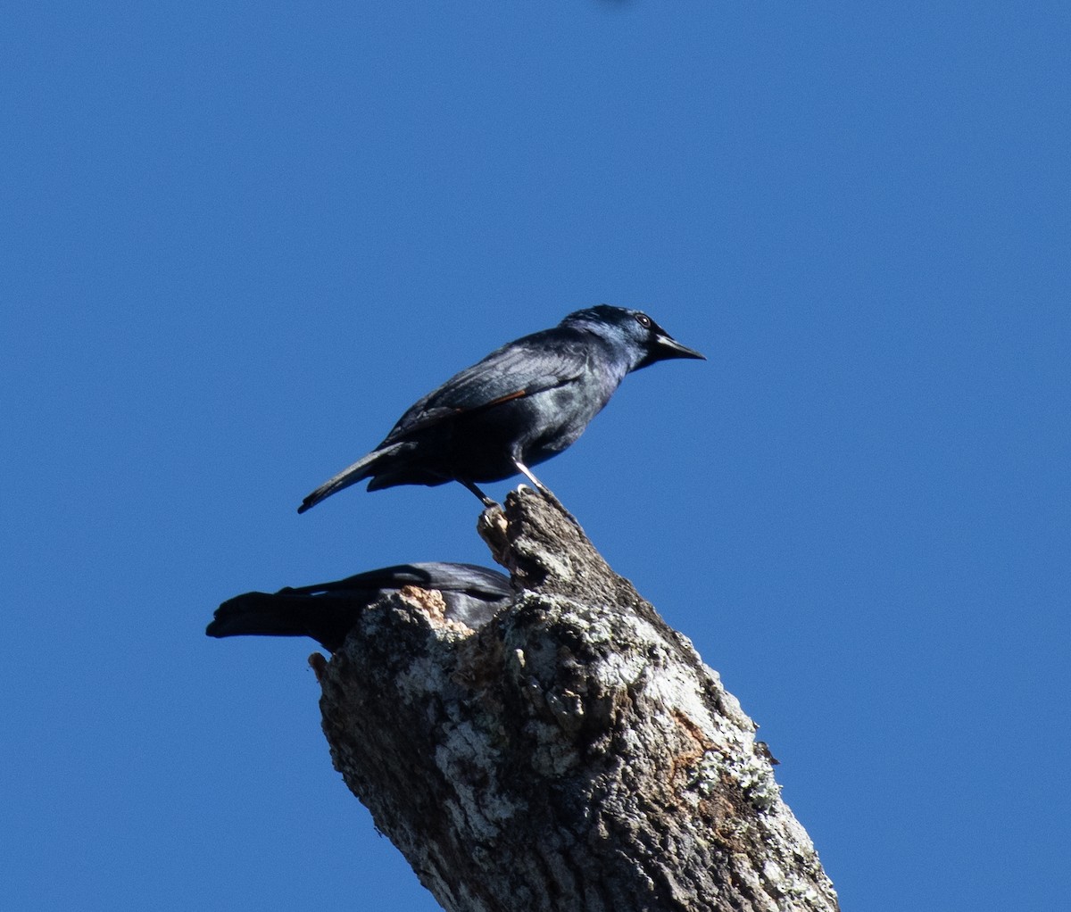 Rufipenne de Waller - ML647327969