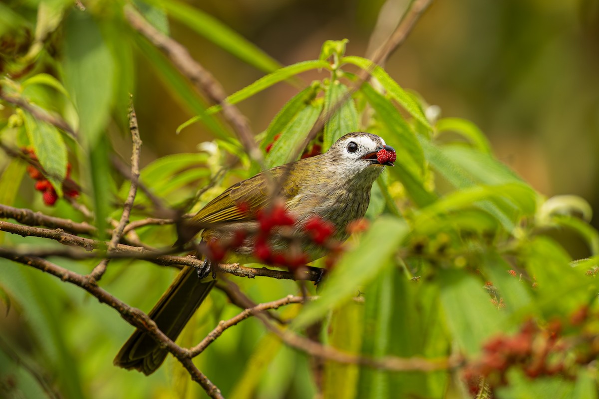 Pale-faced Bulbul - ML647327975