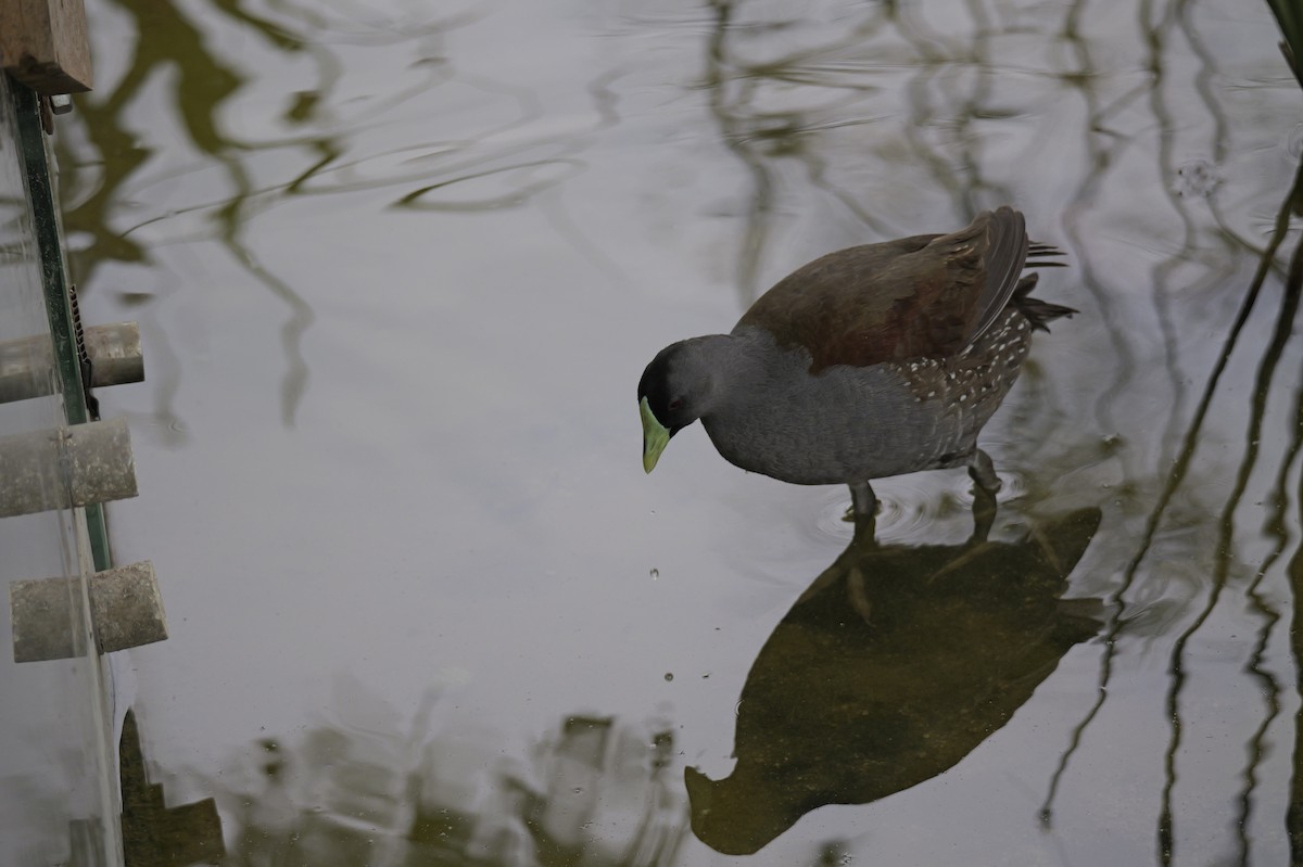 Spot-flanked Gallinule - ML647327979