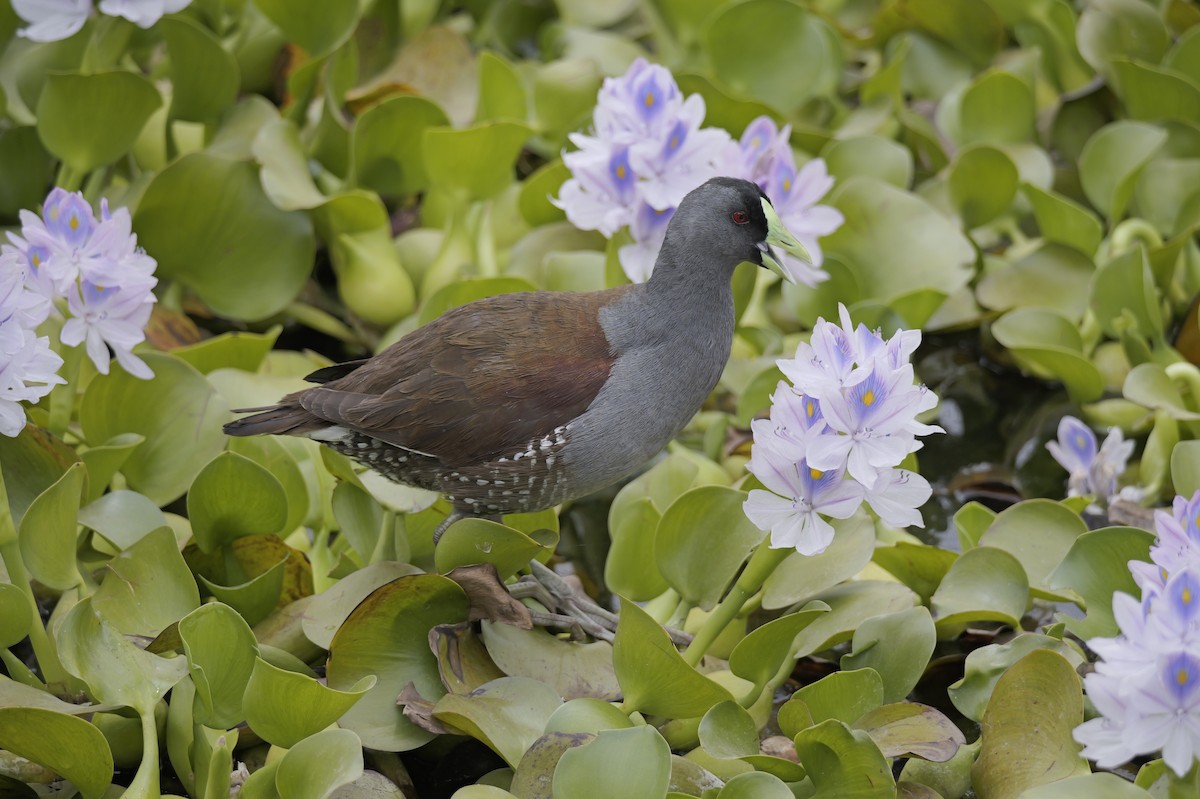 Spot-flanked Gallinule - ML647327980