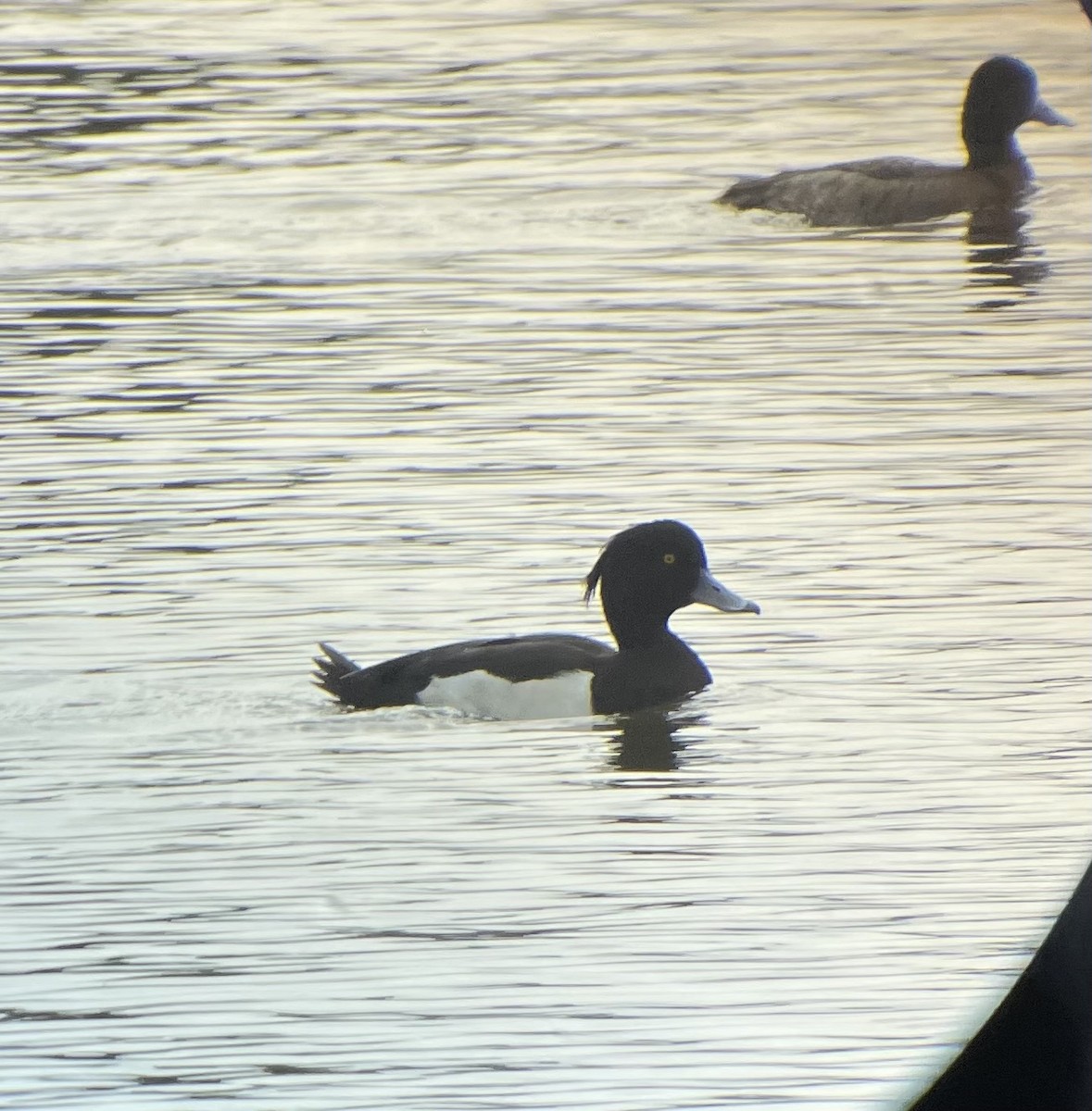 キンクロハジロ - ML647327981