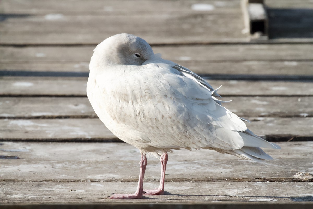 Glaucous Gull - ML647327989
