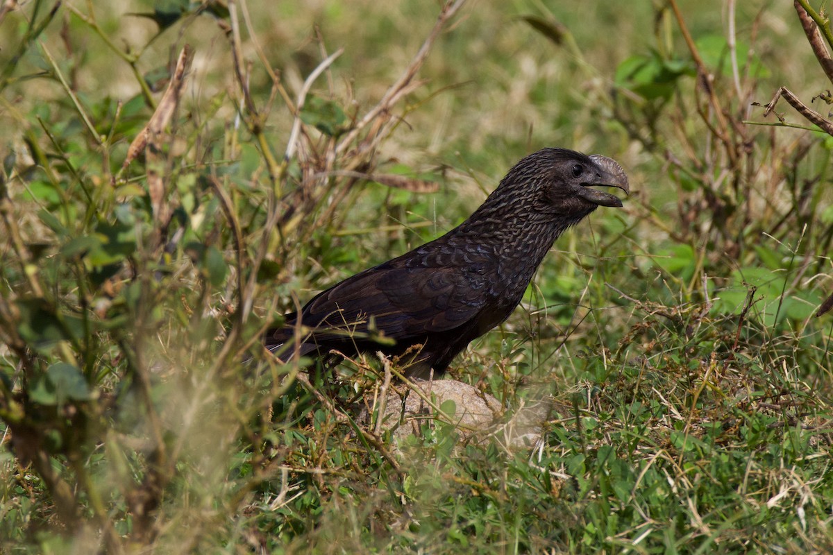 Гладкоклювая ани - ML647327995