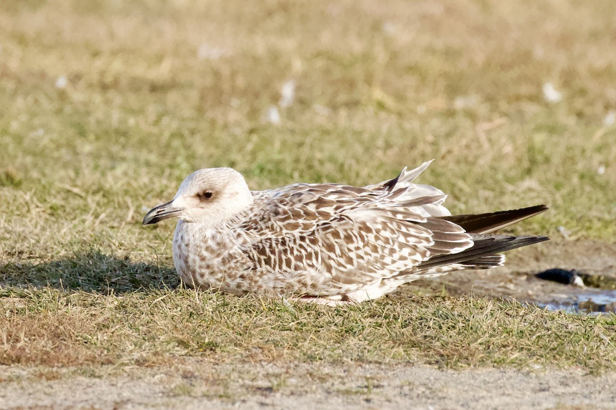 Lesser Black-backed Gull - ML647327997