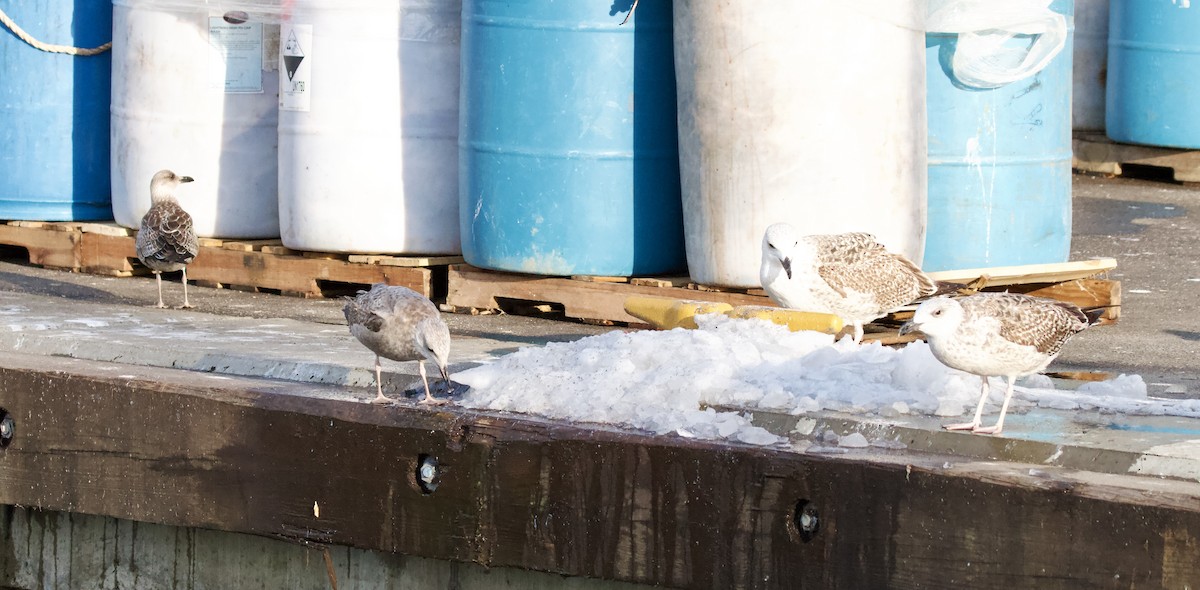 Клуша - ML647327998