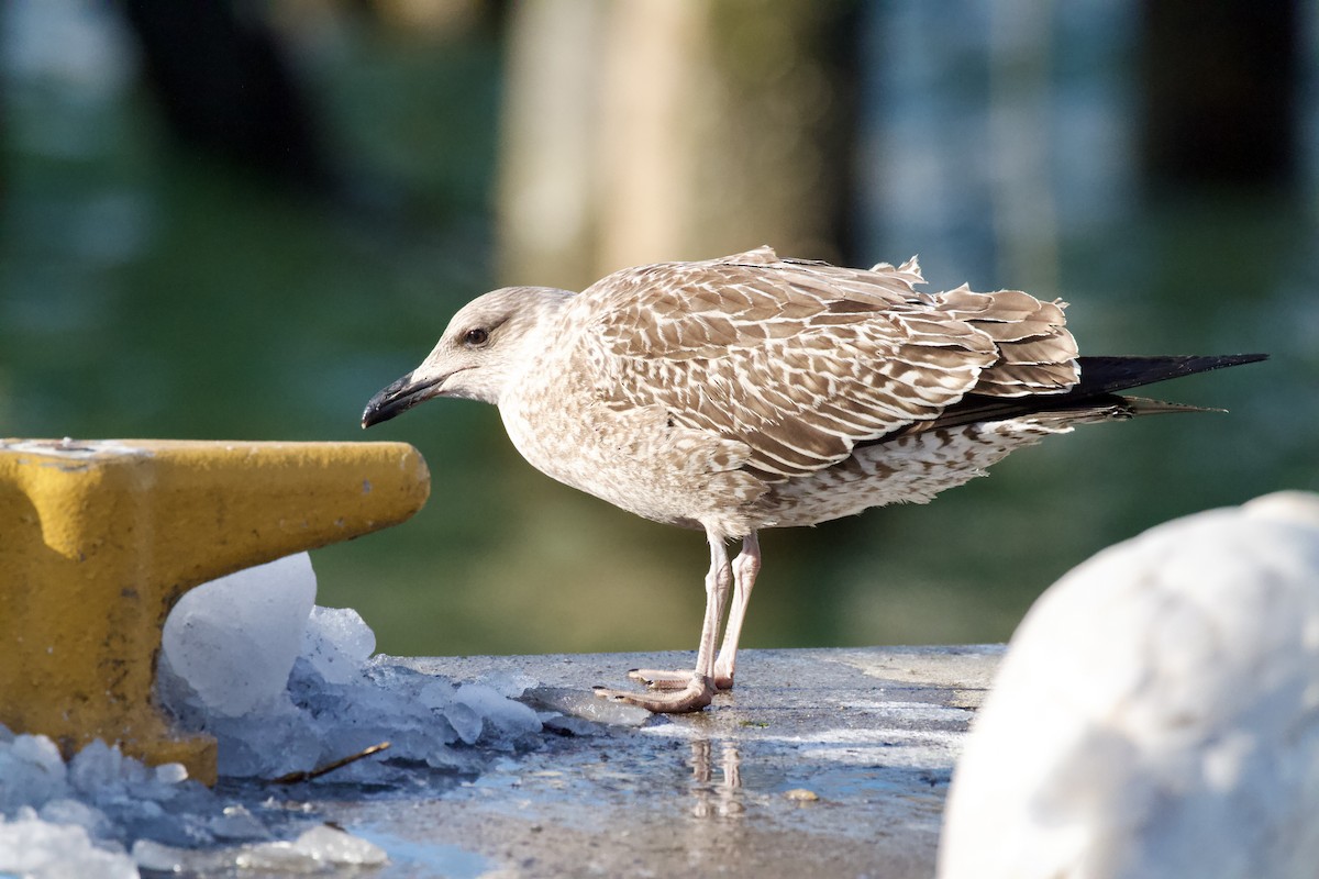 Клуша - ML647327999