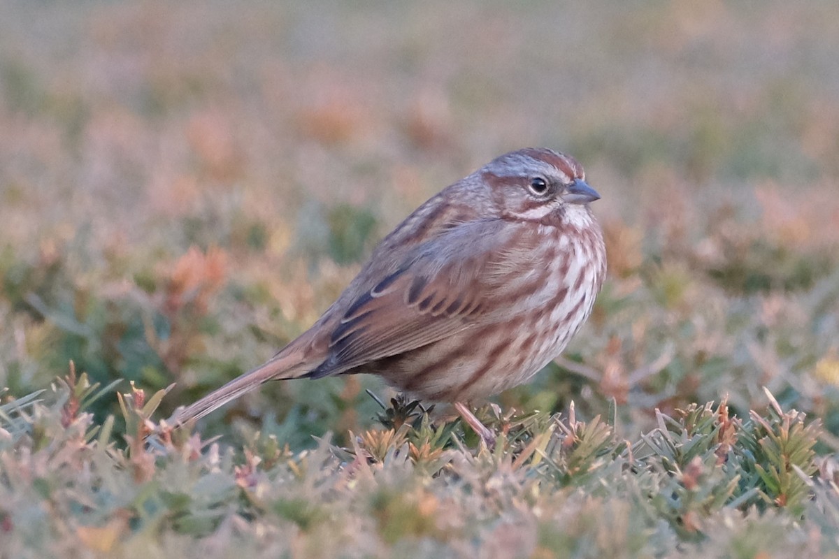 Певчая овсянка - ML647328000