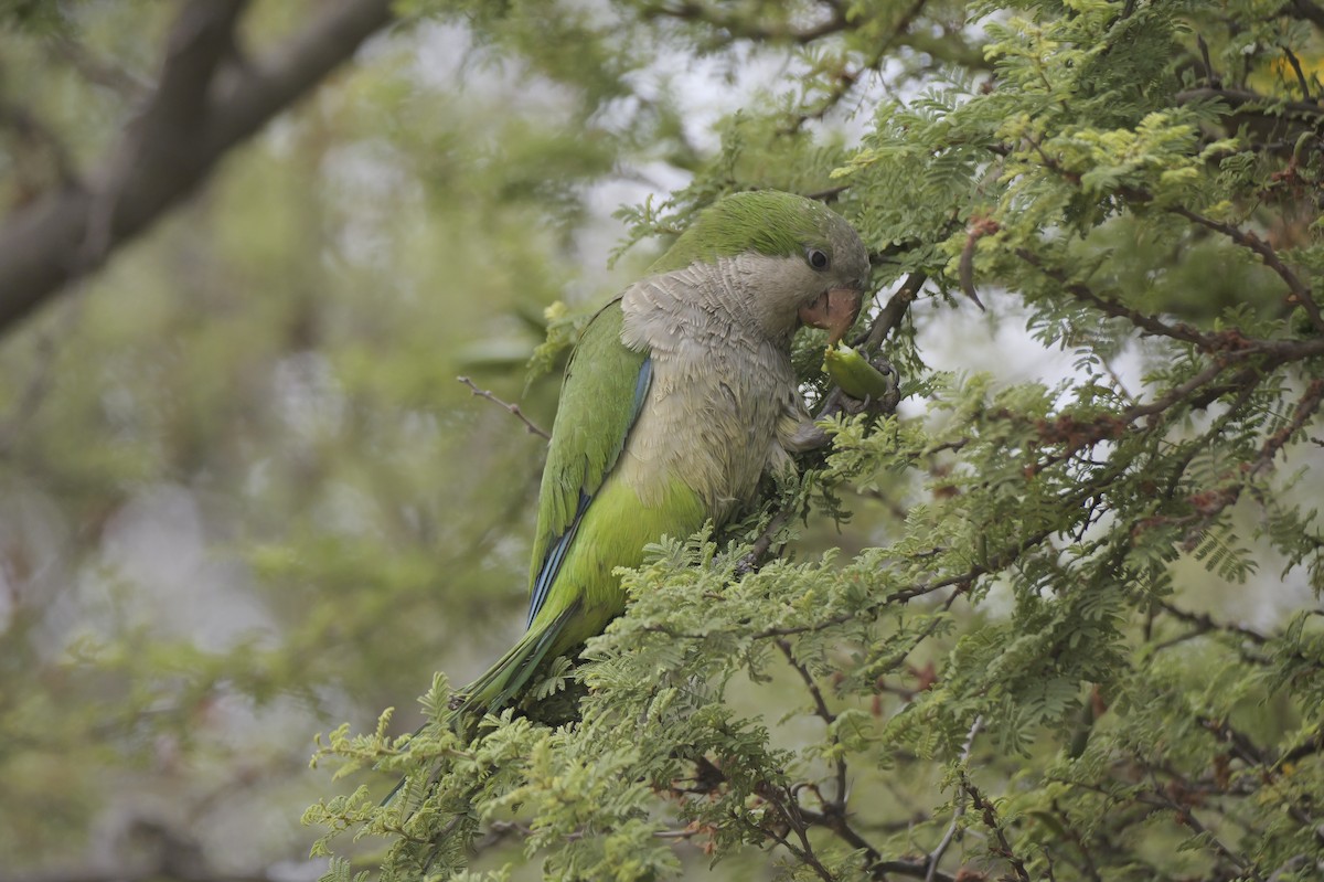 Попугай-монах - ML647328003