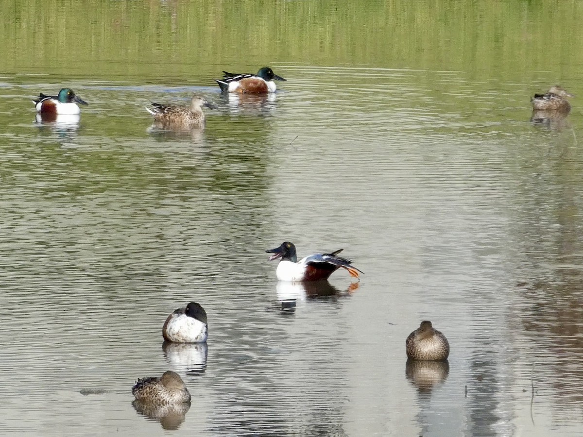 Широконоска - ML647328004