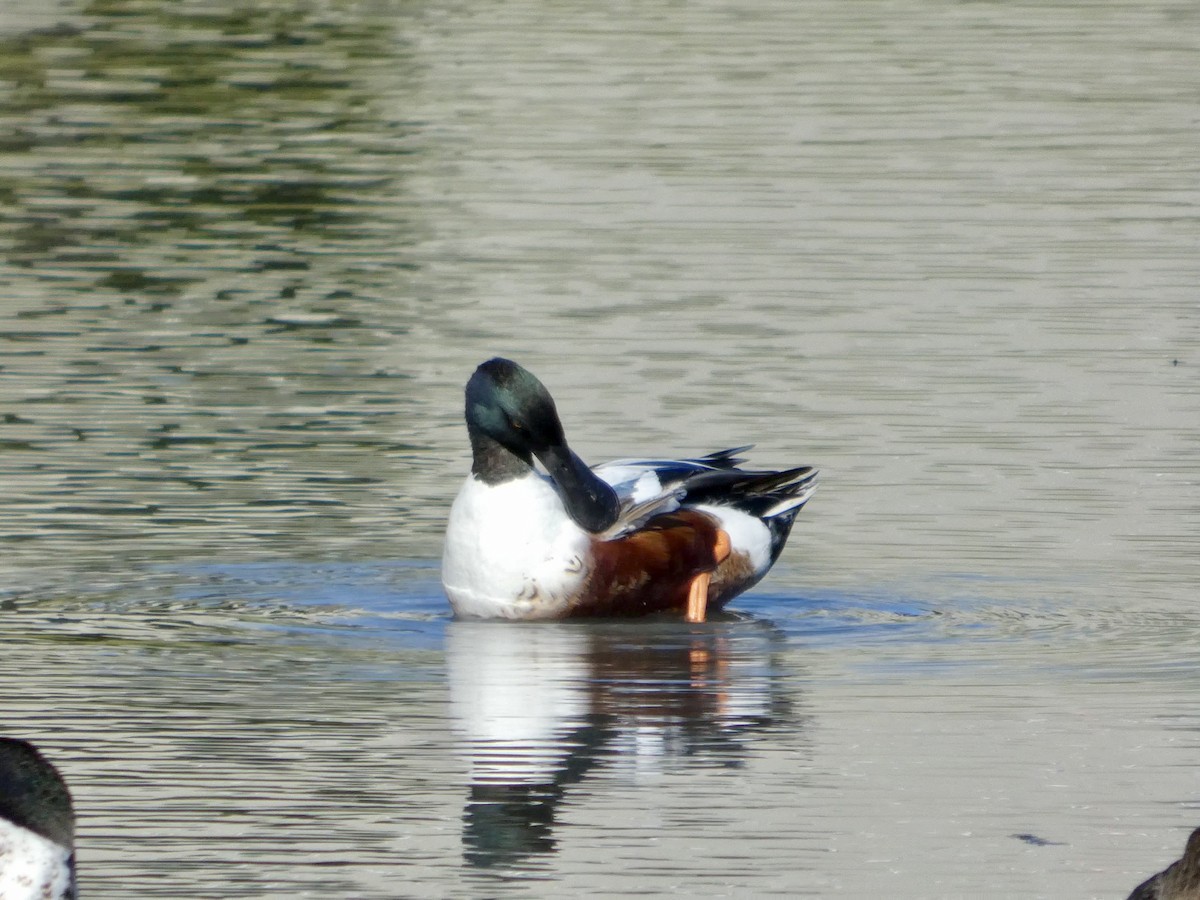 Широконоска - ML647328006