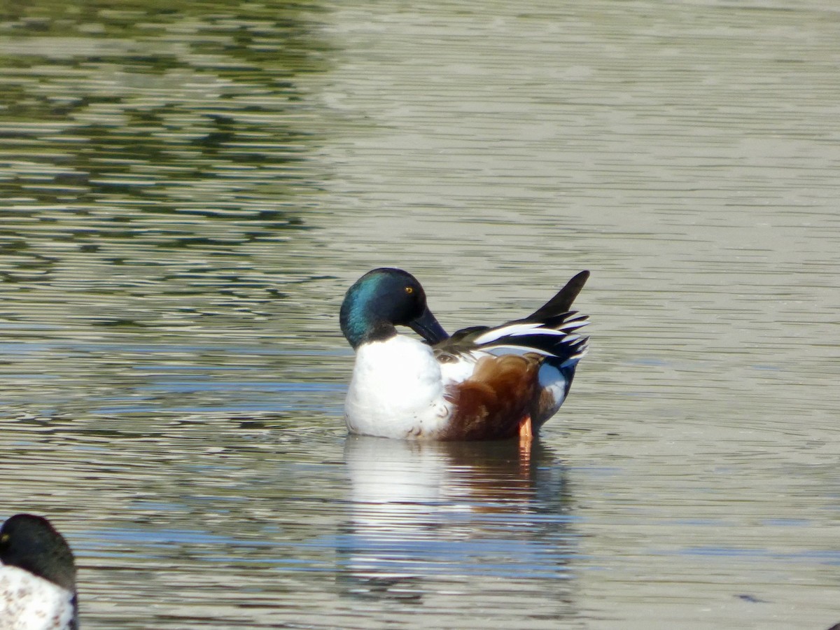 Широконоска - ML647328007