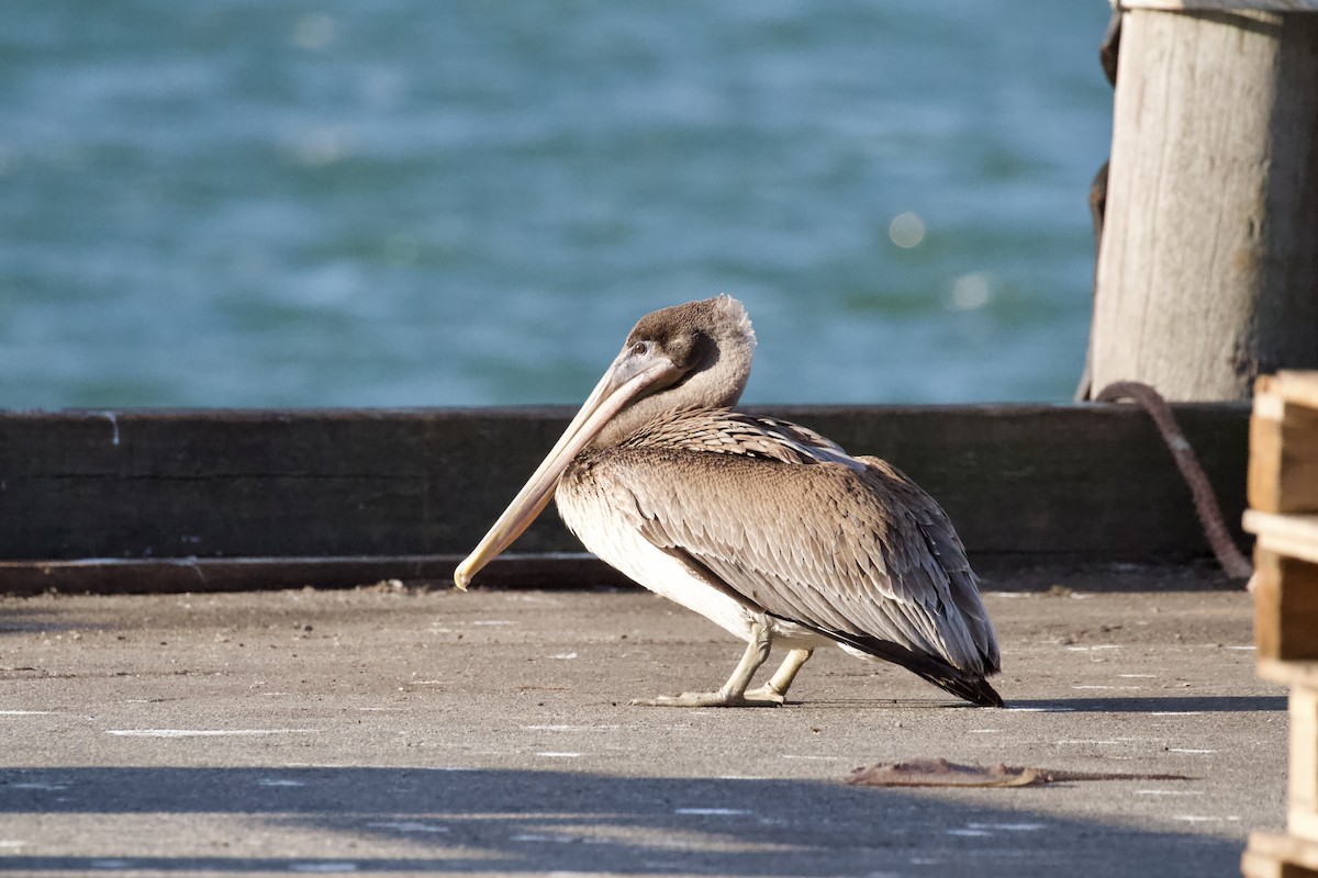 Brown Pelican - ML647328009