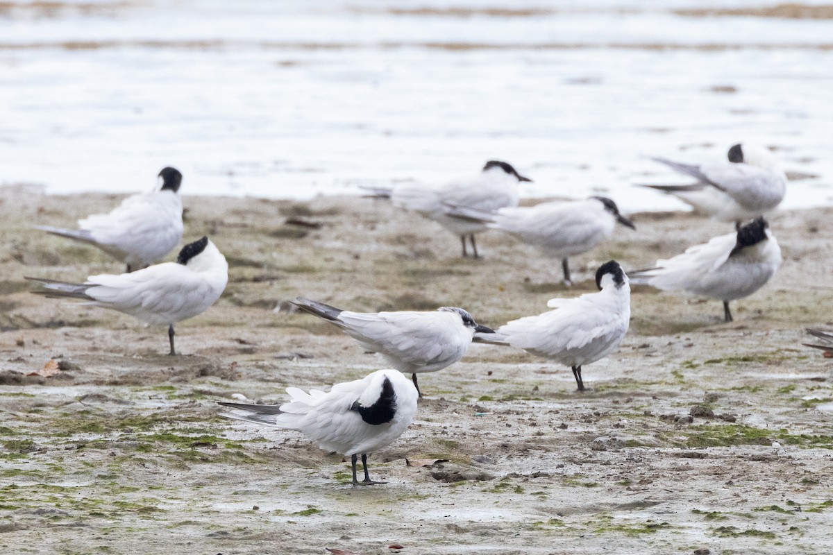 Australian Tern - ML647328011