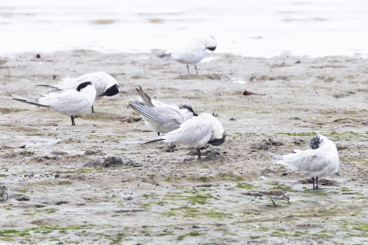 Australian Tern - ML647328012