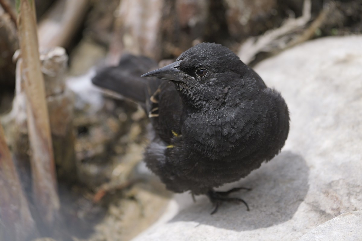 Золотистоплечий курен - ML647328013