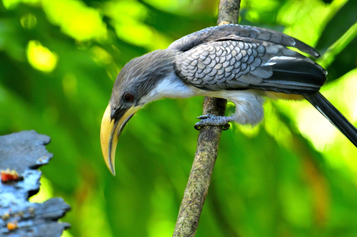 Цейлонский серый ток - ML647328016