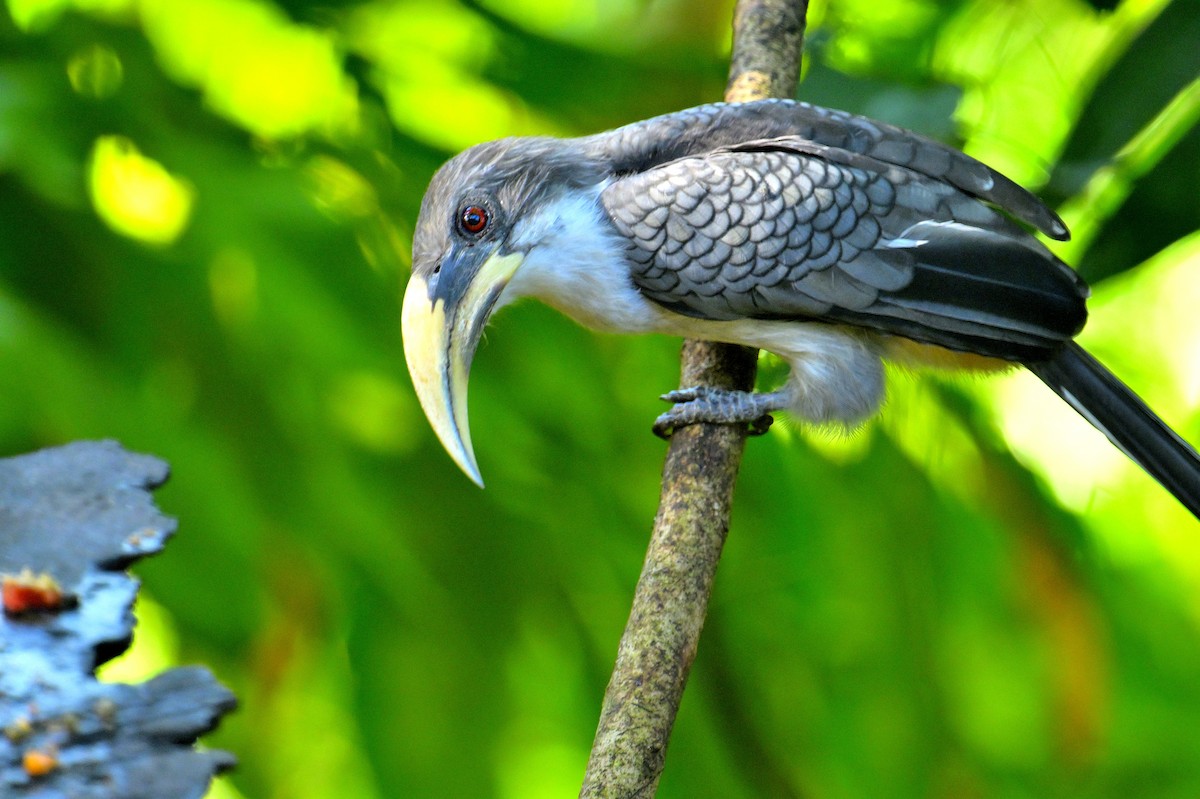 Цейлонский серый ток - ML647328017