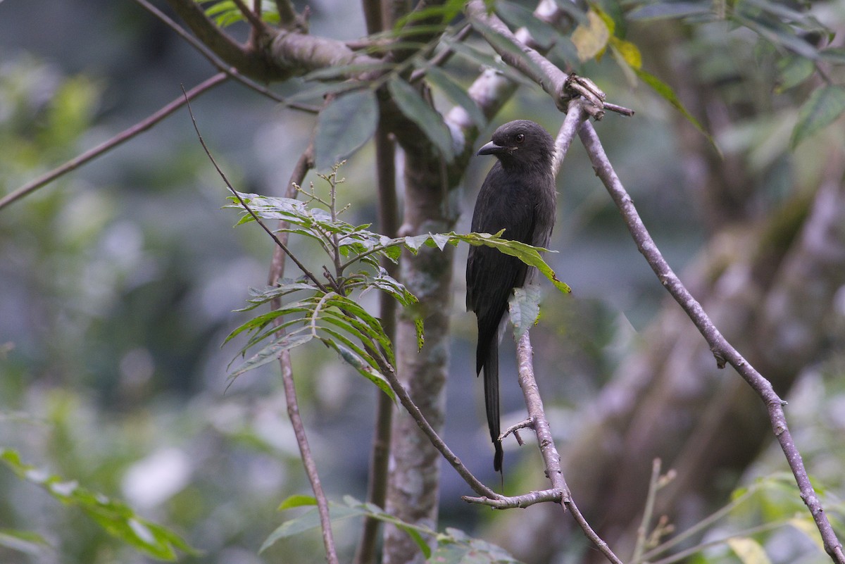 Пепельный дронго - ML647328018