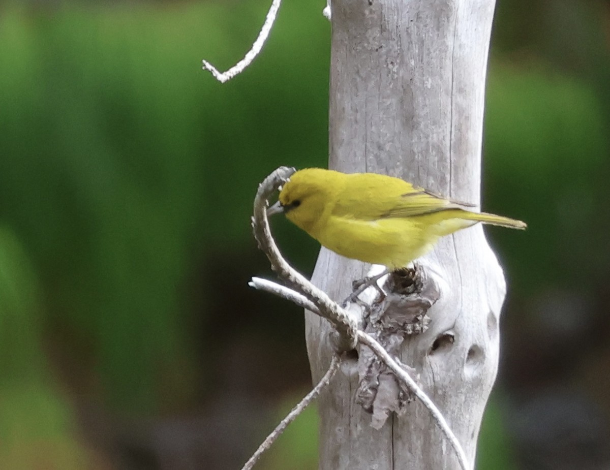 Зелёная амакихи (wilsoni) - ML647328020