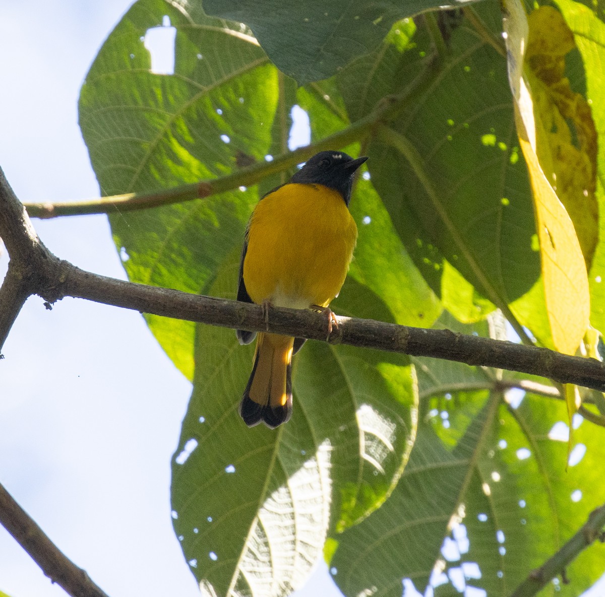 Белозвёздный заряночник - ML647328023