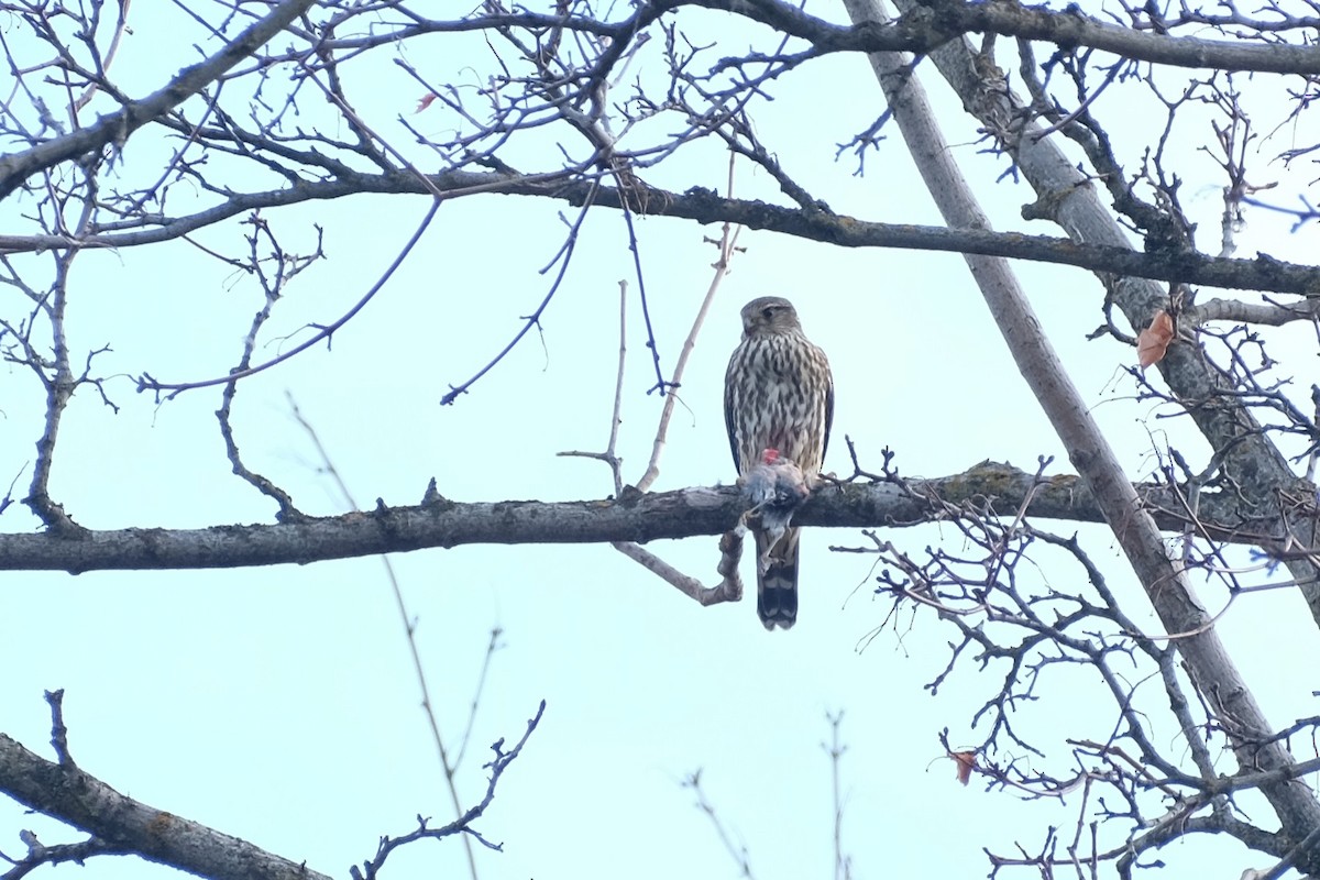 Дербник - ML647328024